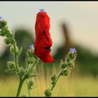 MOHN-Gesicht 