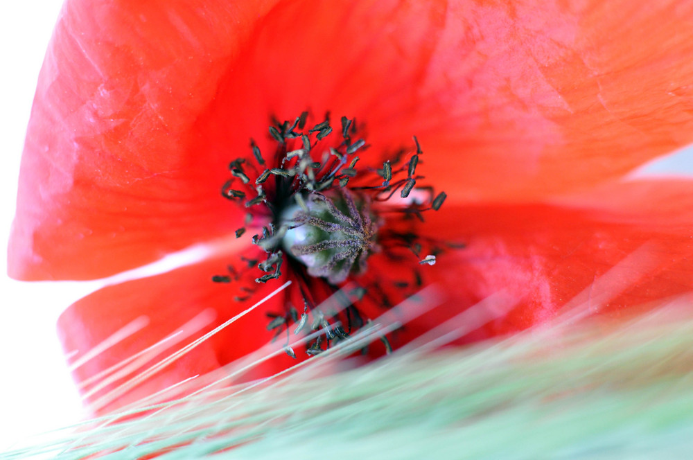 Mohn & Getreide