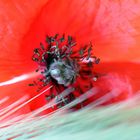 Mohn & Getreide