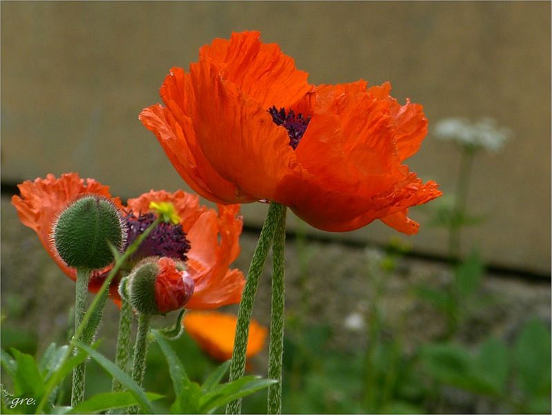 Mohn gewinnt