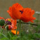 Mohn gewinnt