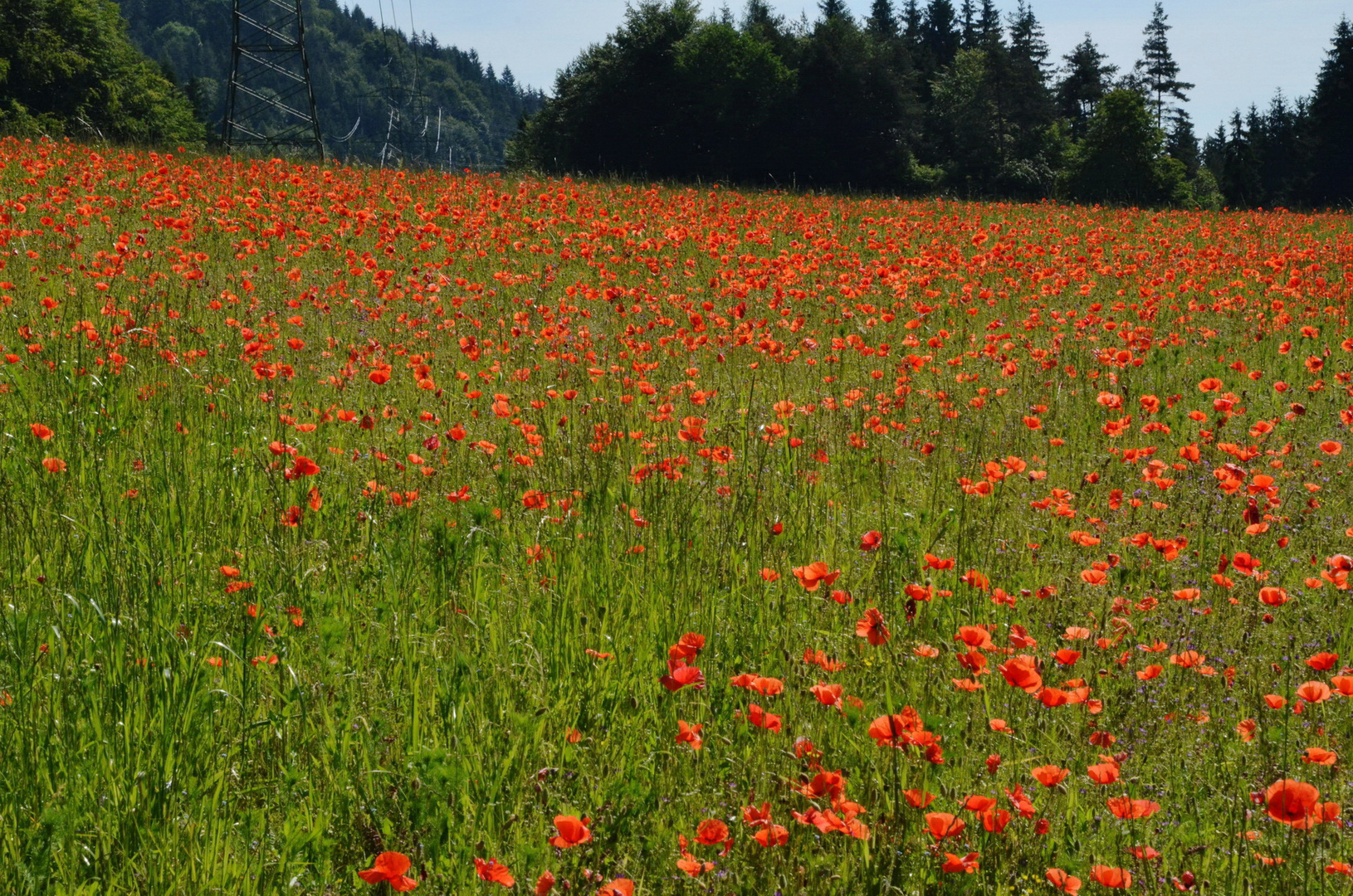 Mohn gibt es doch auch bei uns...