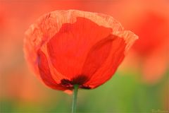 > MOHN - GLOW <