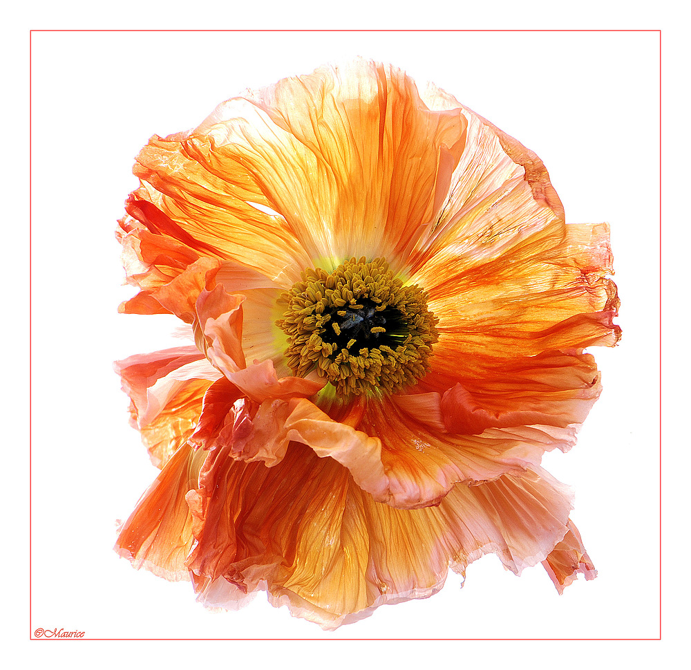 MOHN GLOW