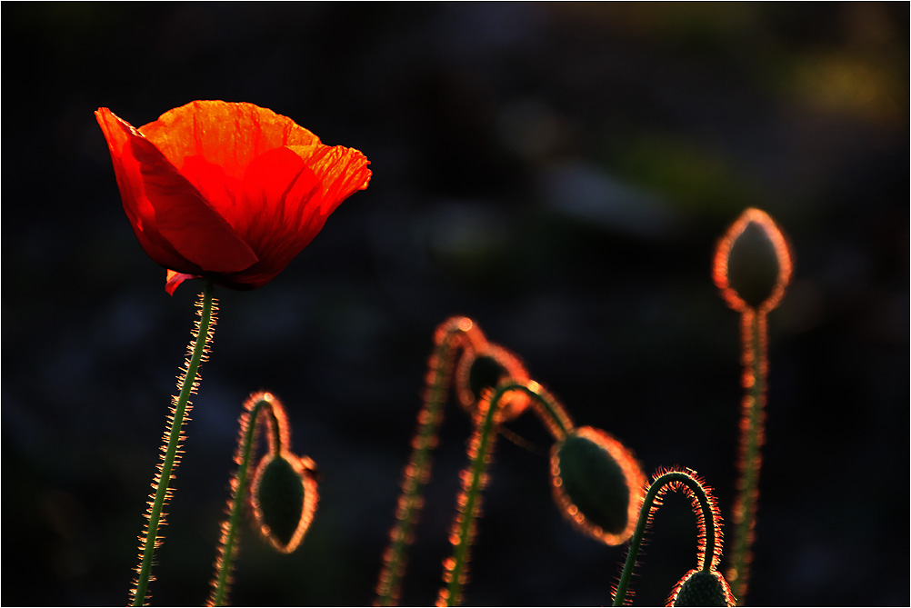 Mohn-Glut