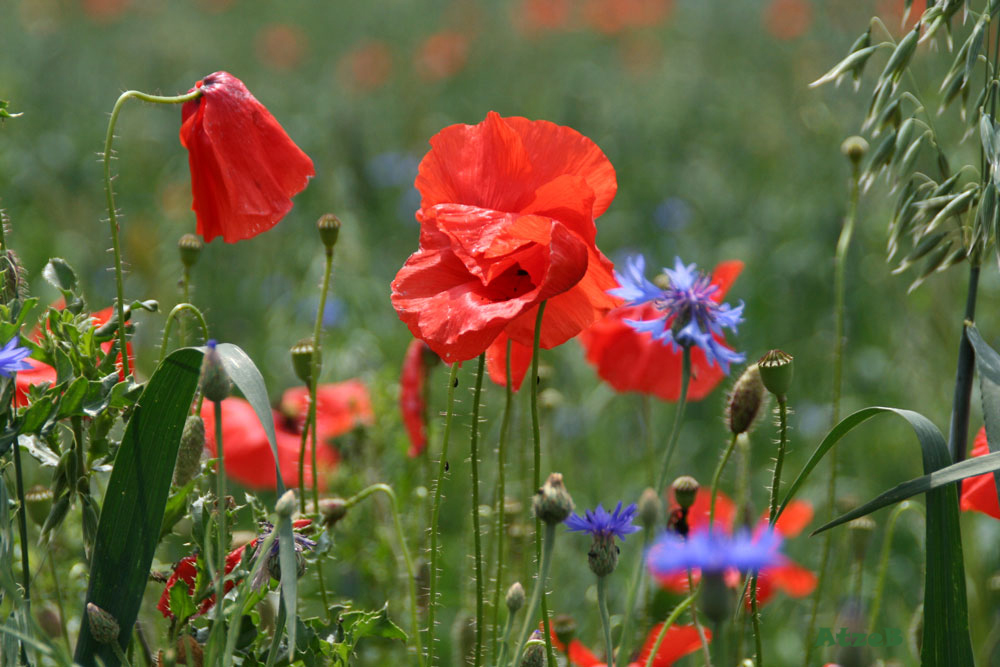 Mohn goes blue