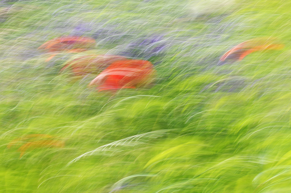 Mohn, Gräser, Wicken, Wischer