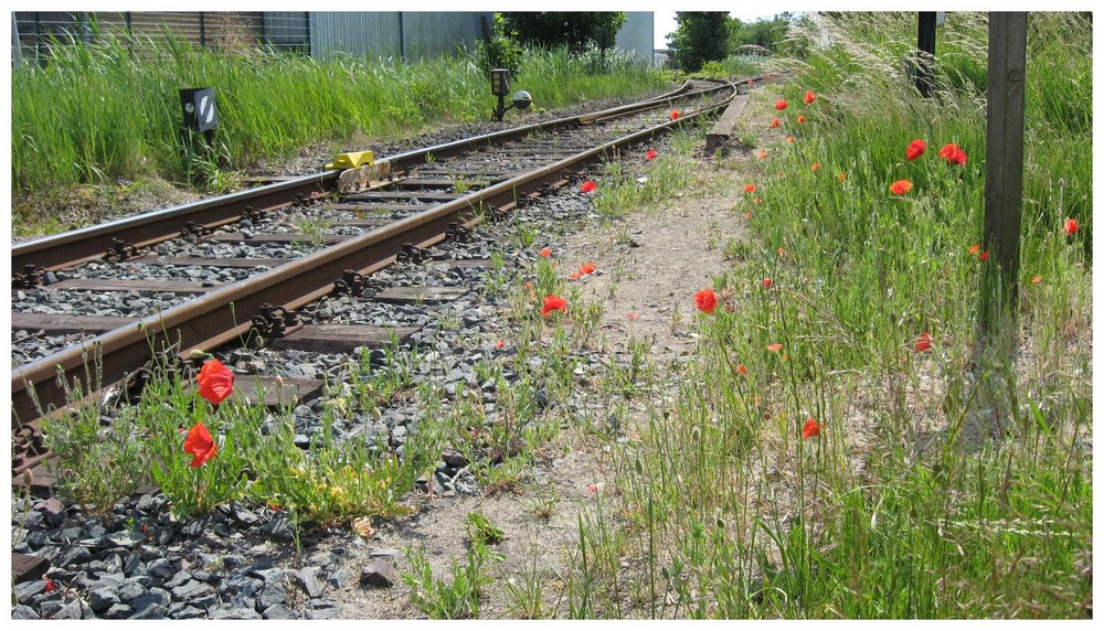 Mohn, Gras und Rost