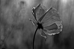 Mohn grau