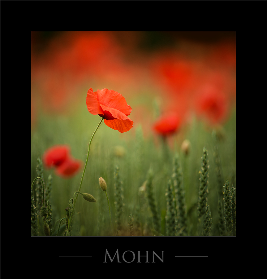 Mohn: grazil - zierlich - fragil