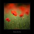 Mohn: grazil - zierlich - fragil