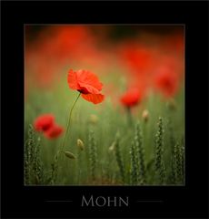 Mohn: grazil - zierlich - fragil