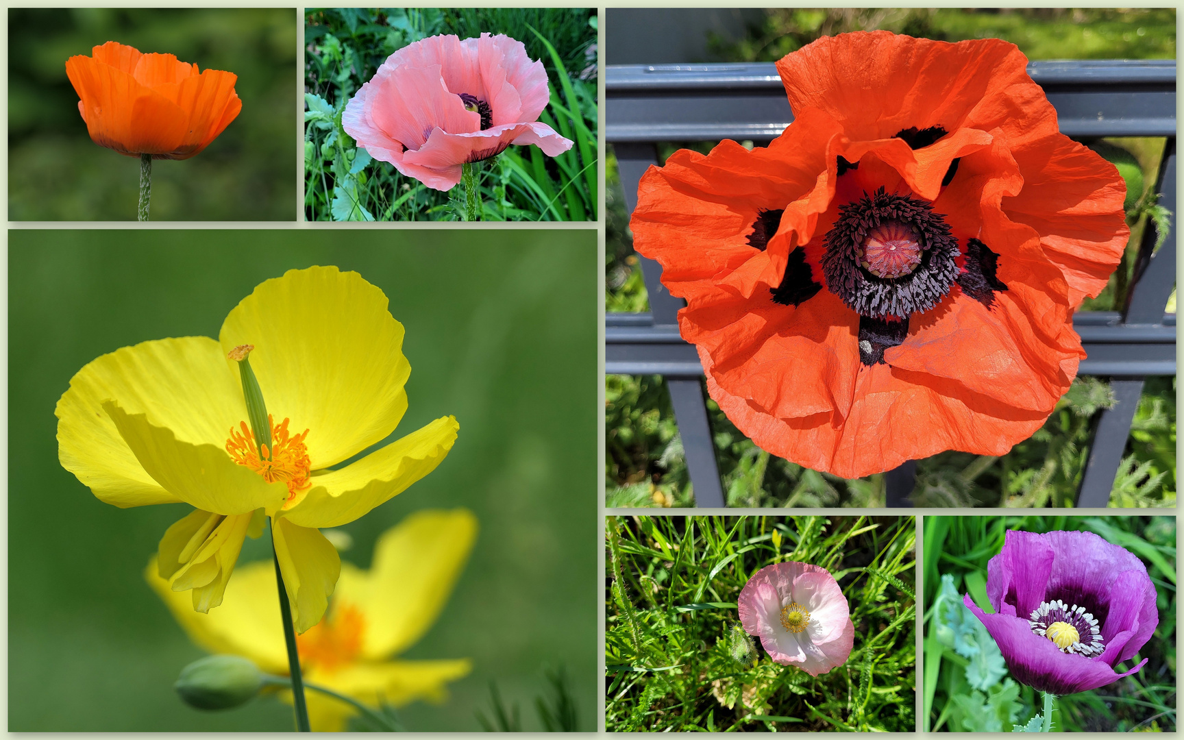 Mohn - Gruß zum Wochenende