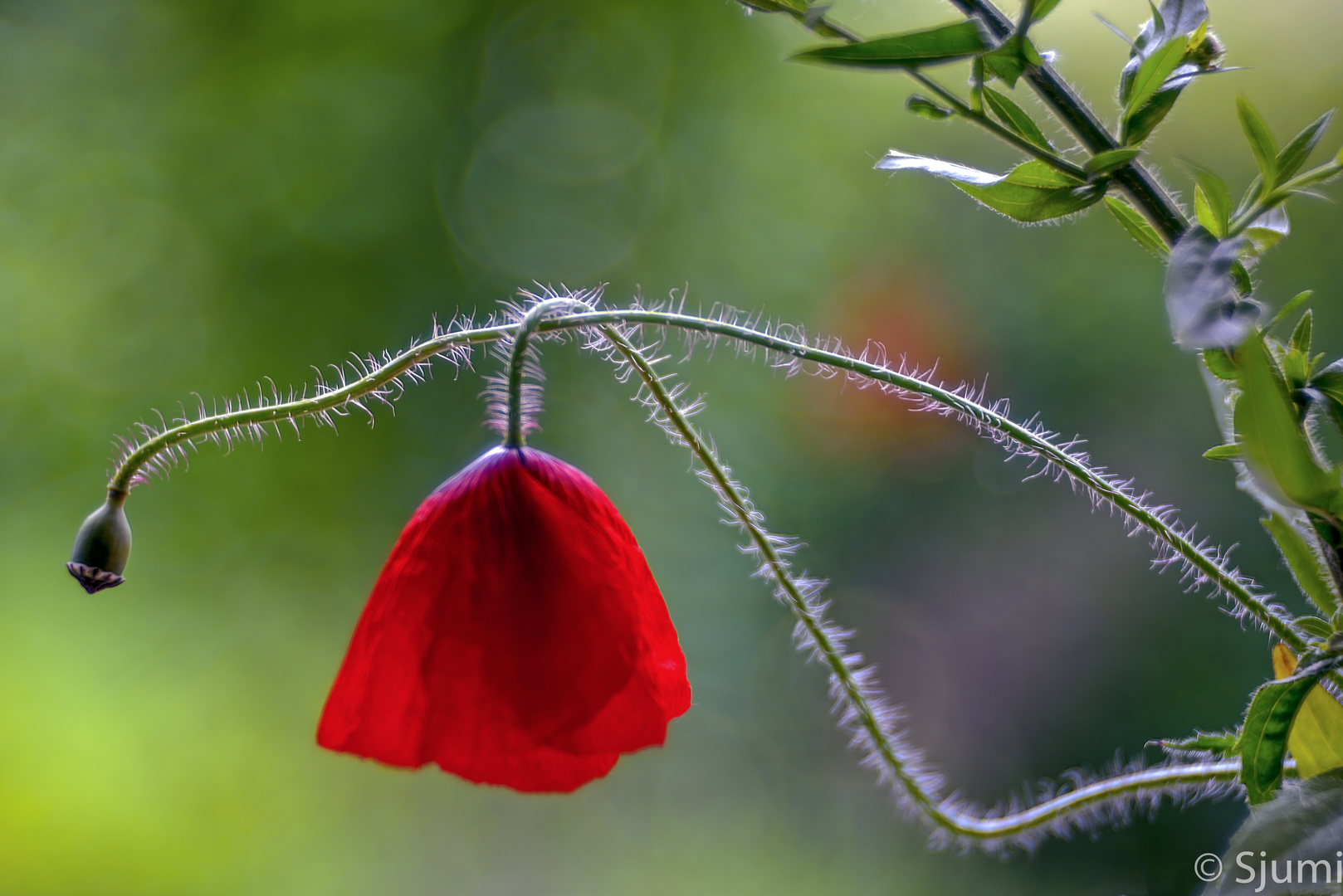 Mohn haarfein