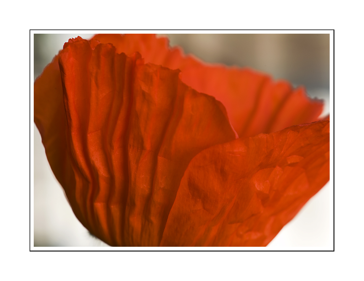 Mohn-habit rouge