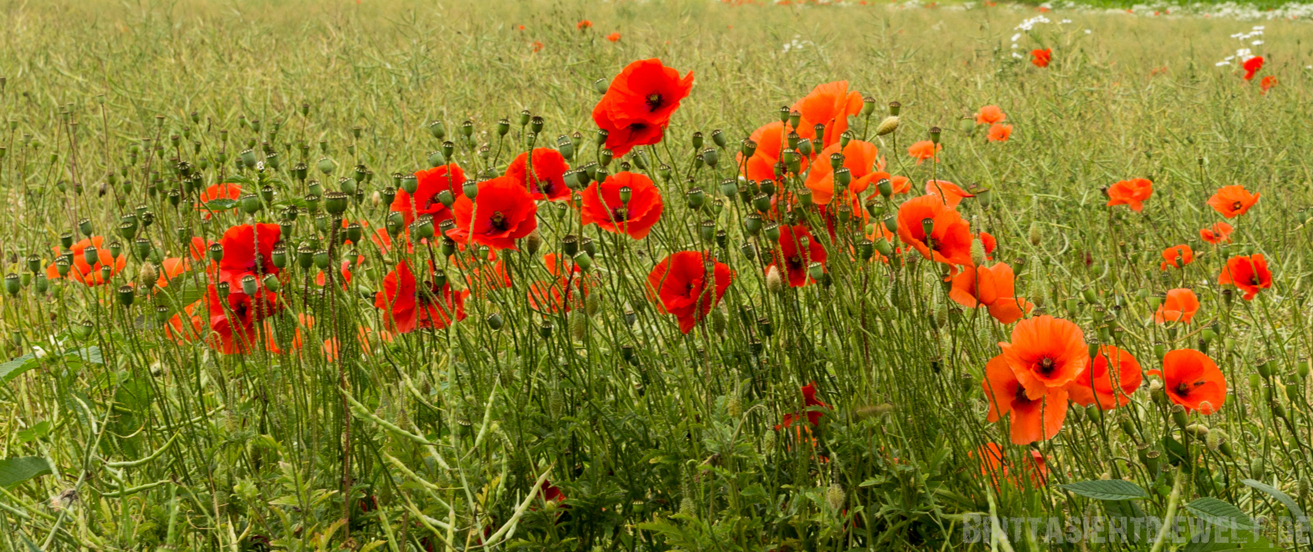 Mohn halbverblüht