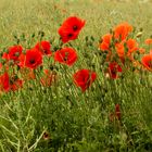 Mohn halbverblüht