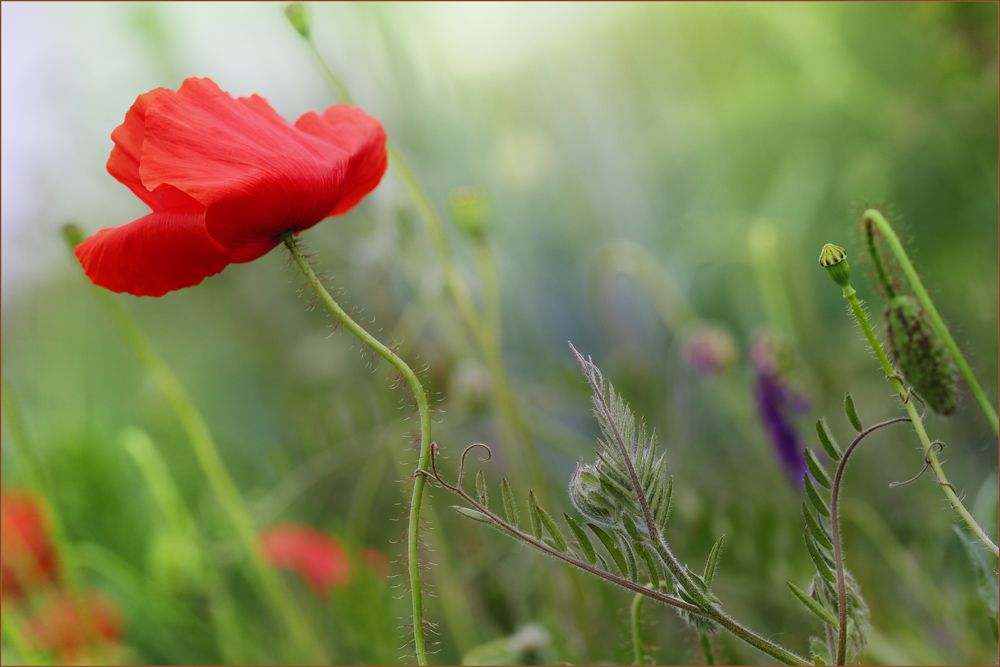 Mohn : halt geben