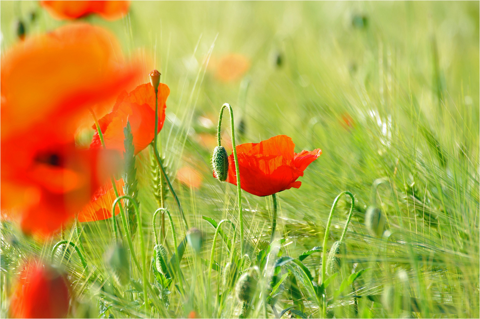 Mohn hat Saison