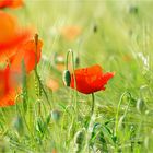 Mohn hat Saison