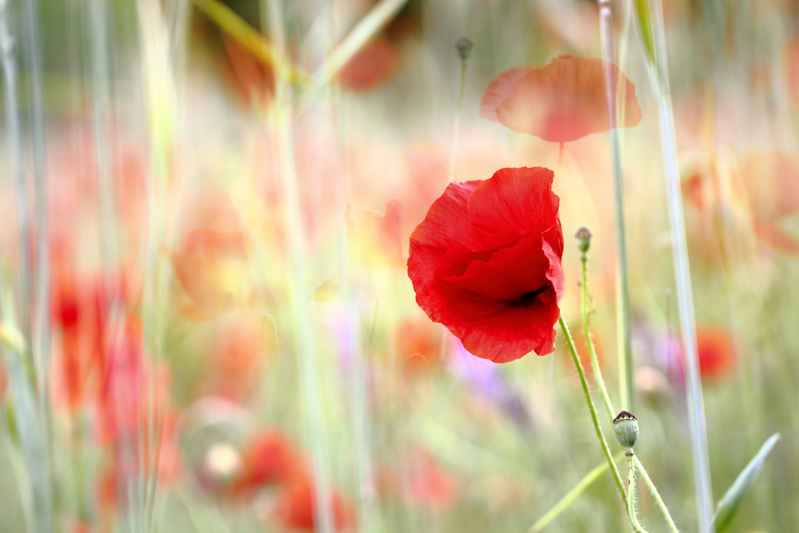 mohn : hervorragend