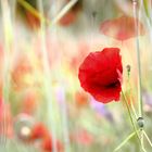 mohn : hervorragend