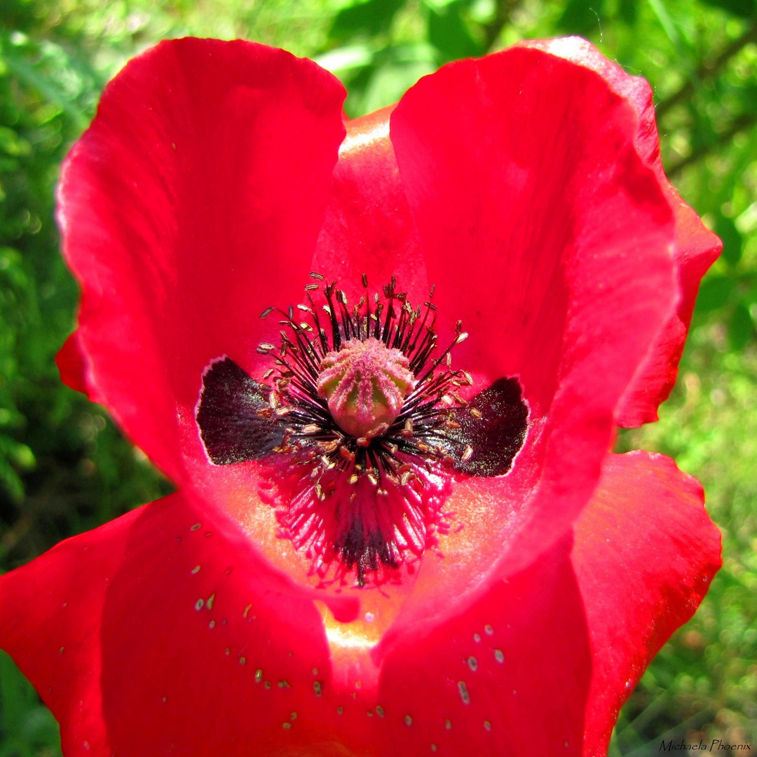 Mohn Herz Radiärsystem - Blutstropfen der Aphrodite Foto &amp; Bild ...