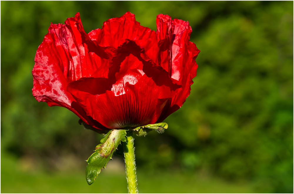 Mohn, heute geschlüpft