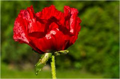 Mohn, heute geschlüpft