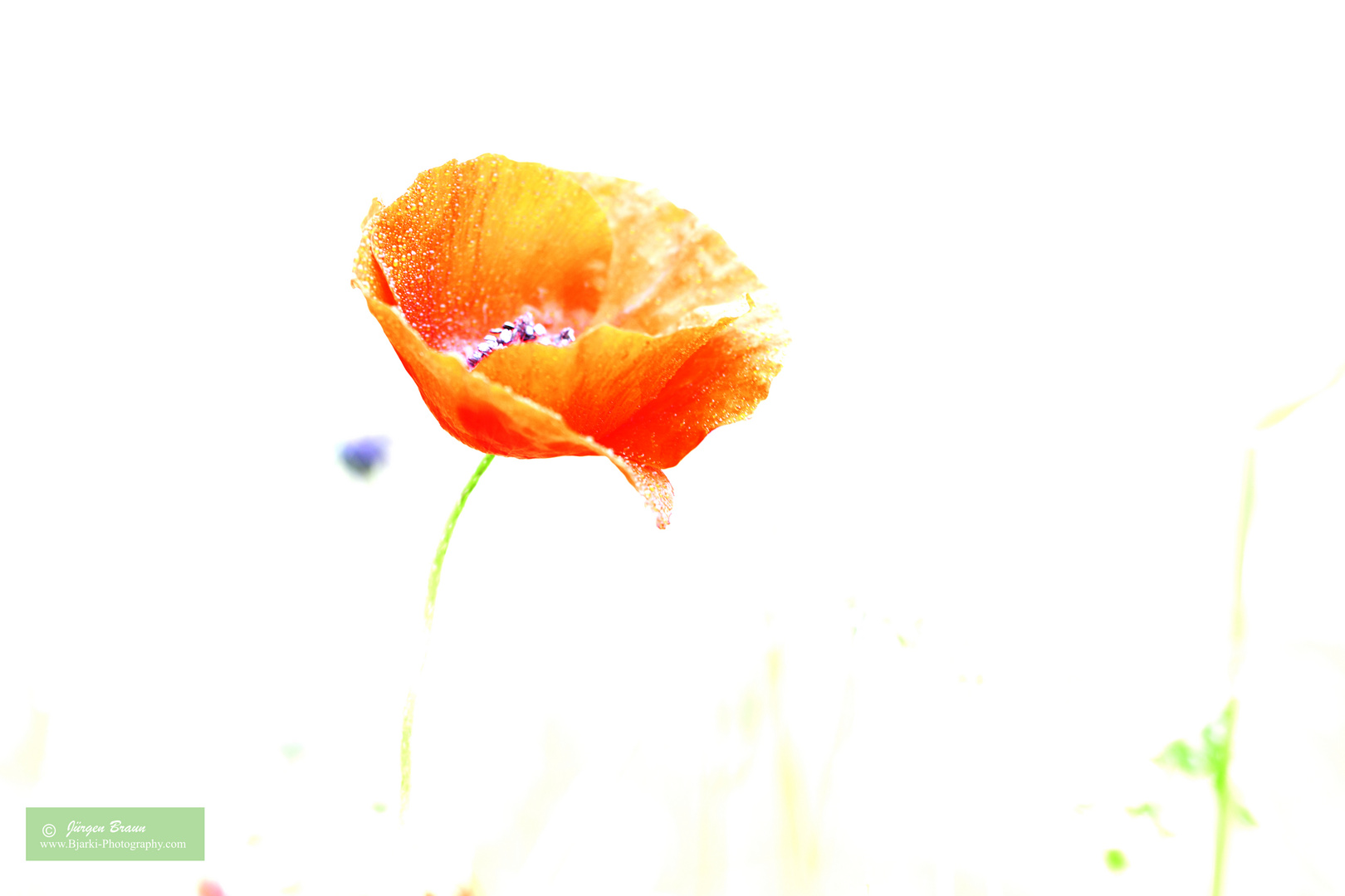 Mohn High Key