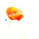 Mohn High Key