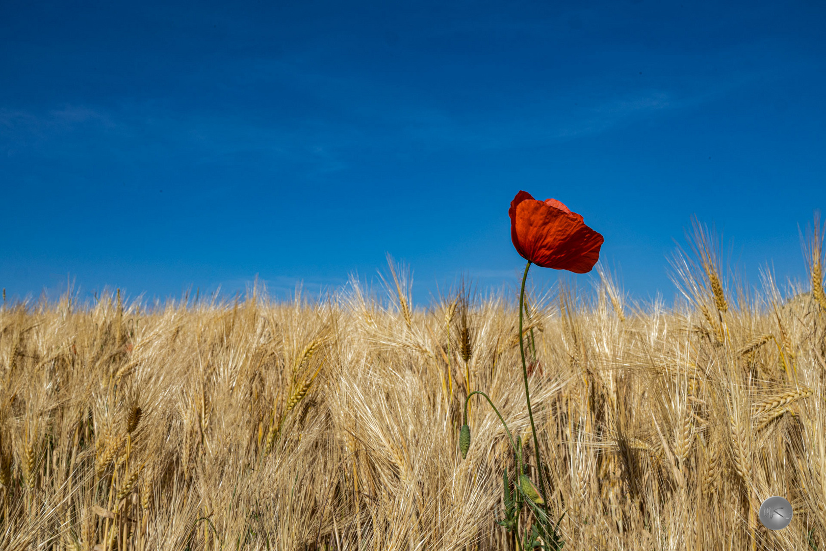 Mohn, Himmel und Getreide