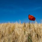 Mohn, Himmel und Getreide