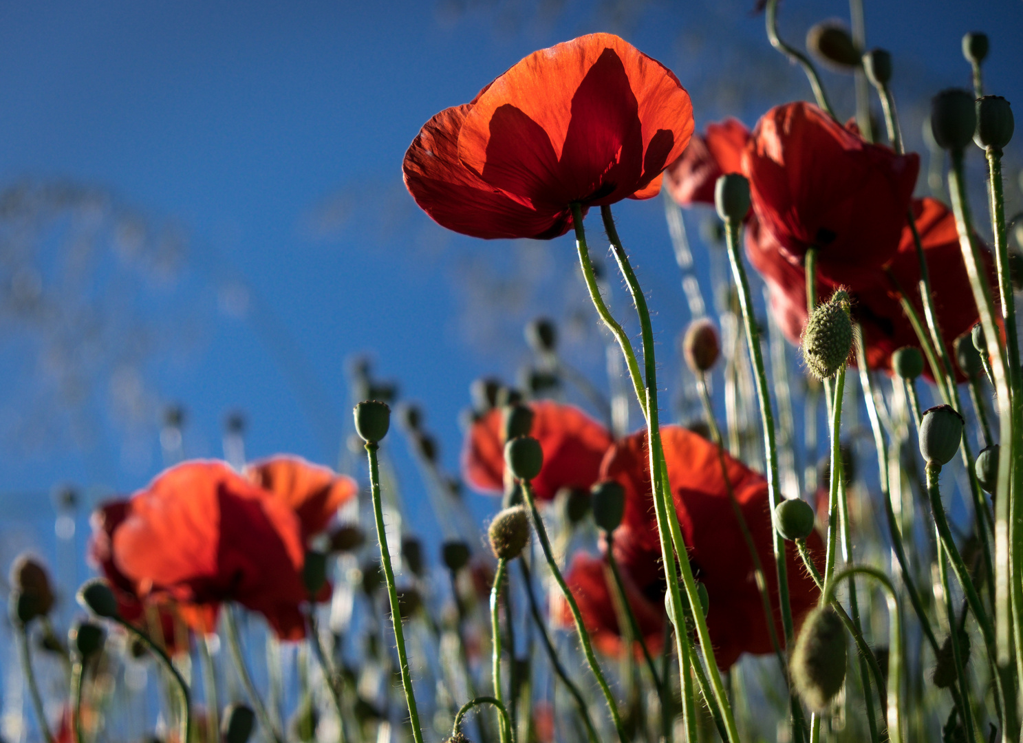 Mohn, himmlisch