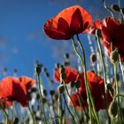 Mohn, himmlisch