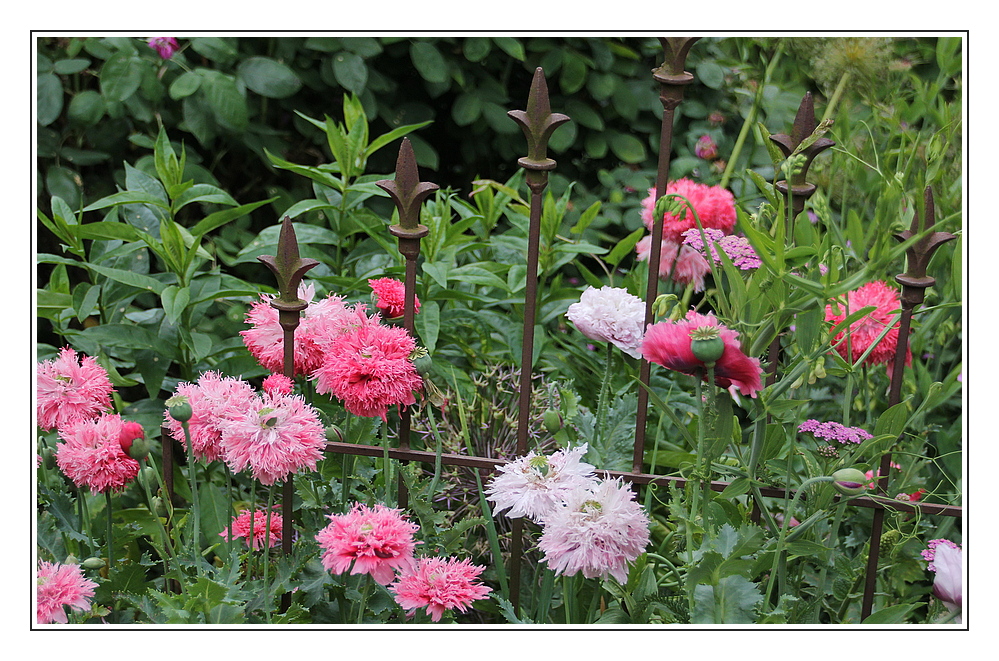 Mohn hinter Gittern