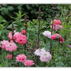 Mohn hinter Gittern