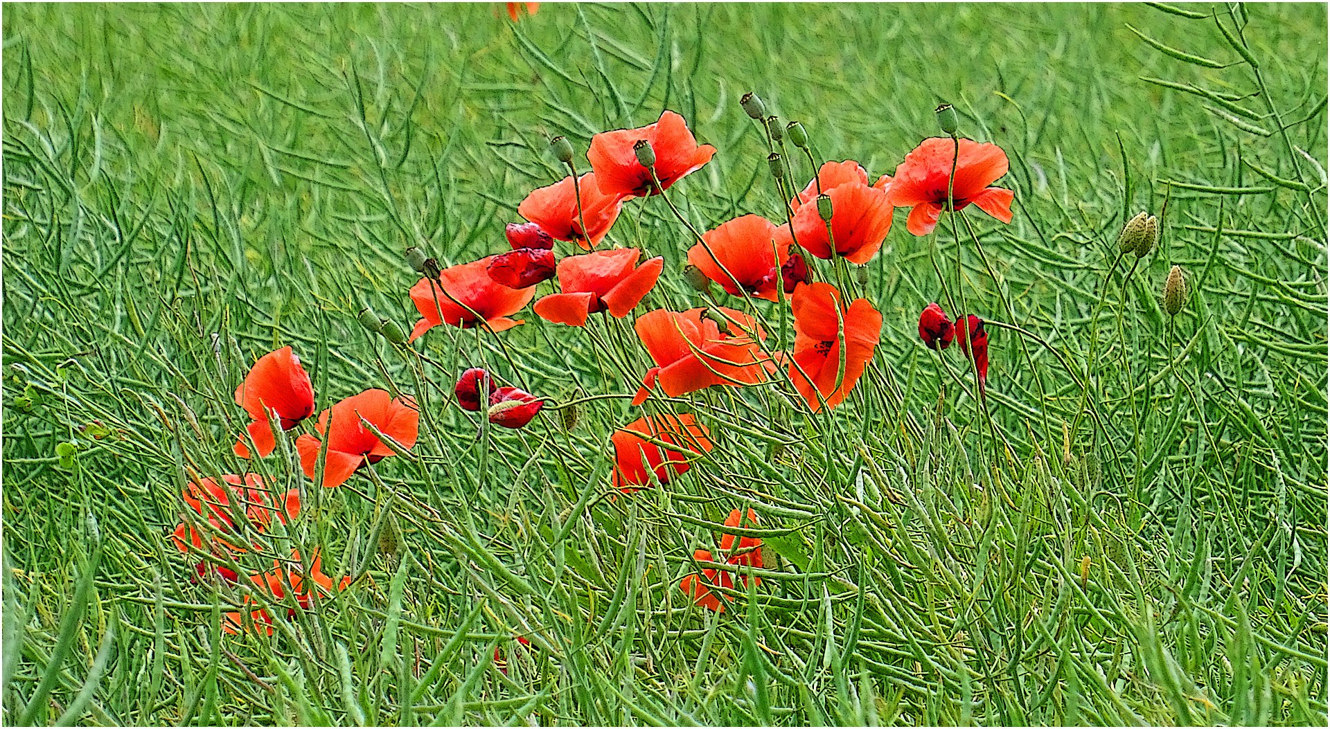 Mohn hinter Gittern