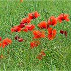 Mohn hinter Gittern