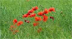 Mohn hinter Gittern