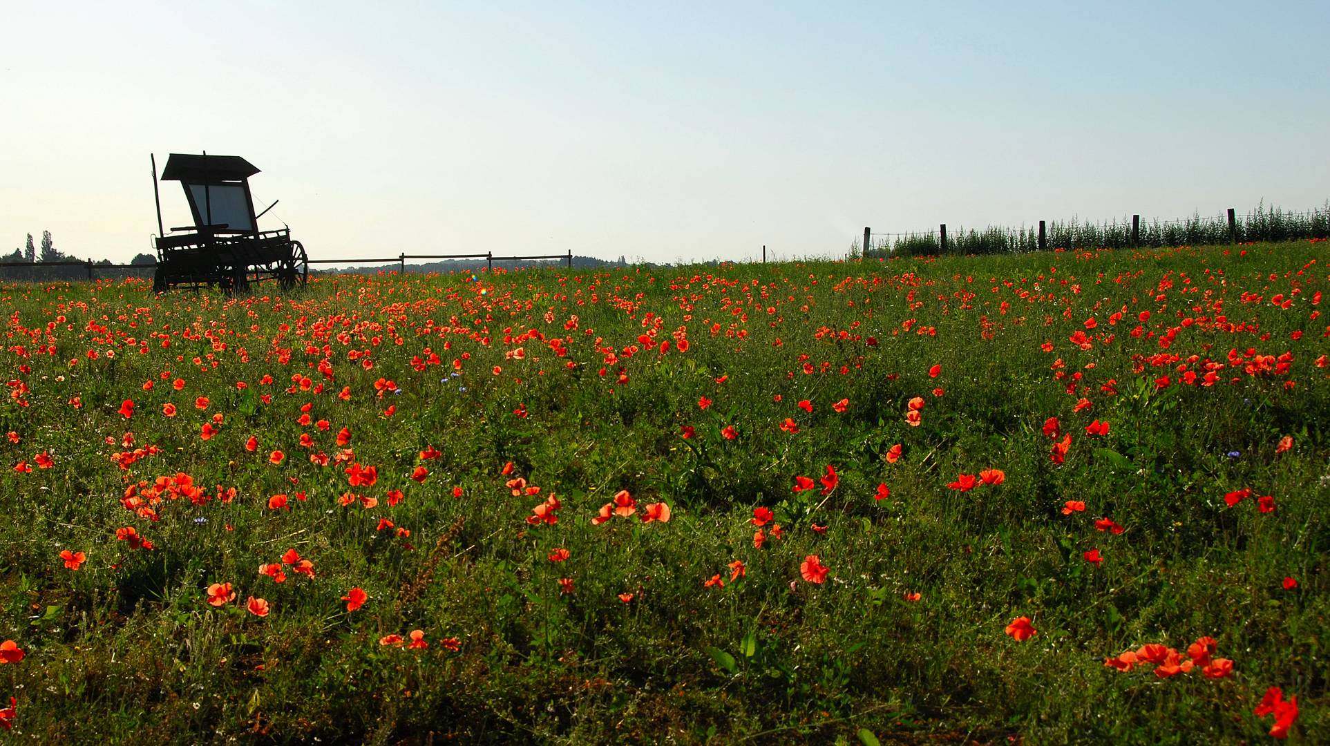 Mohn hoch 3