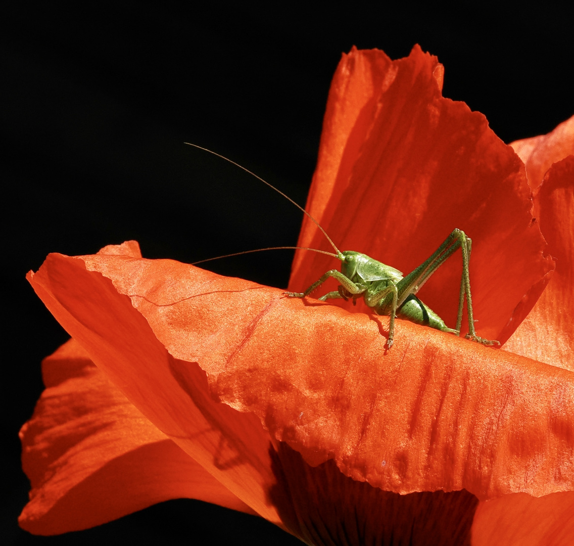 MOHN ….. Hüpfer