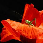 MOHN ….. Hüpfer