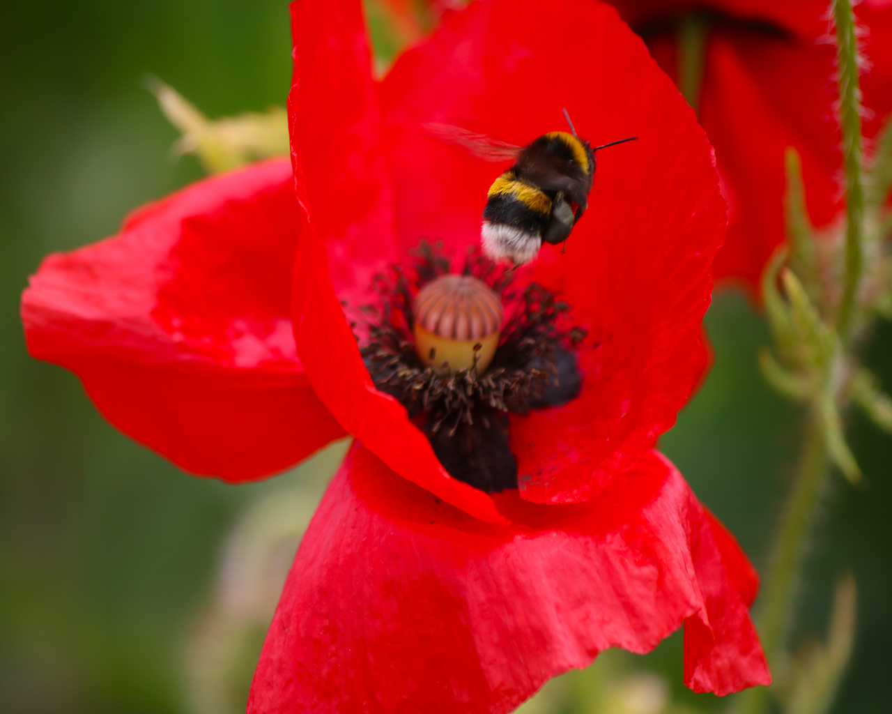 Mohn-Hummel