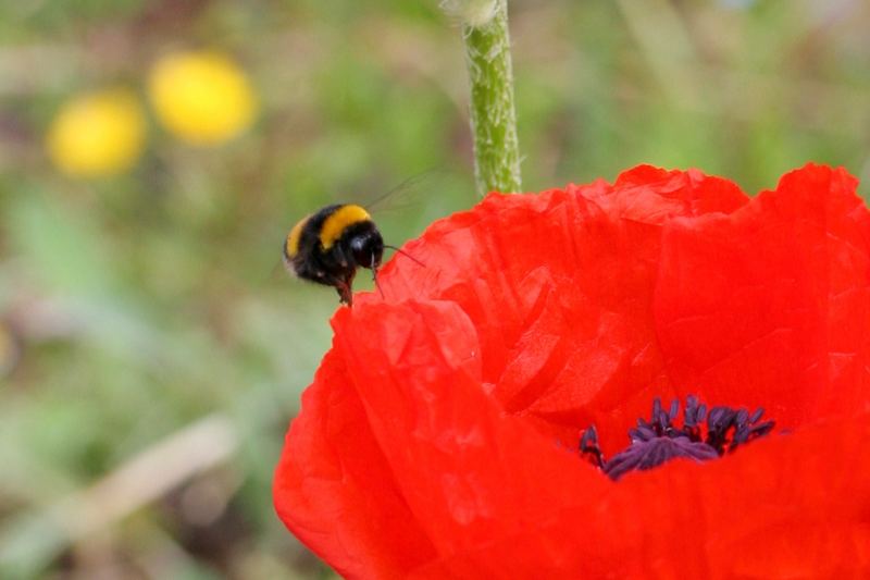 Mohn-Hummel