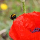 Mohn-Hummel