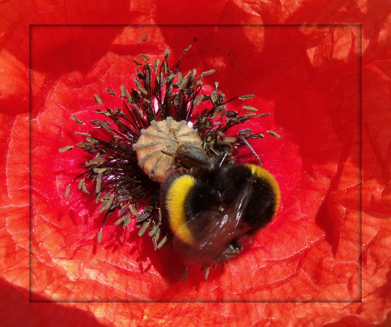 Mohn Hummel