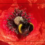 Mohn Hummel