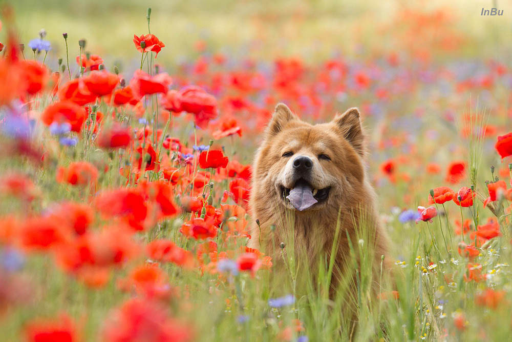 Mohn Hund Foto & Bild tiere, haustiere, hunde Bilder auf