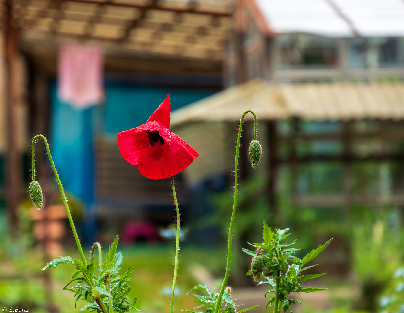 Mohn- Hut  (1)